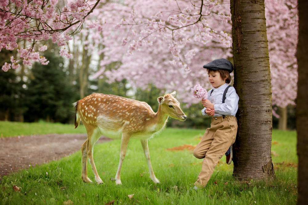 Beautiful,Young,Preschool,Boy,,Standing,In,A,Cherry,Blossom,Garden,